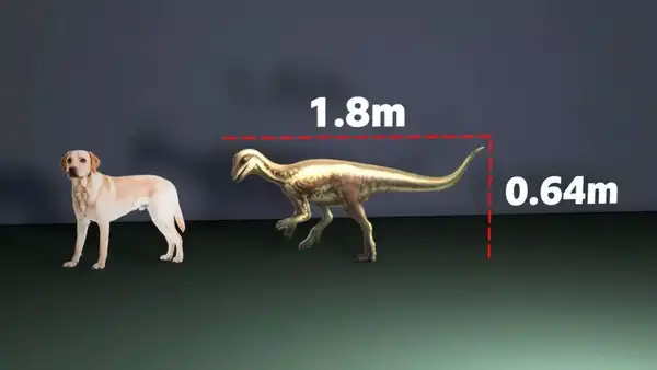 Source: The BBC Discovery of a unique dinosaur