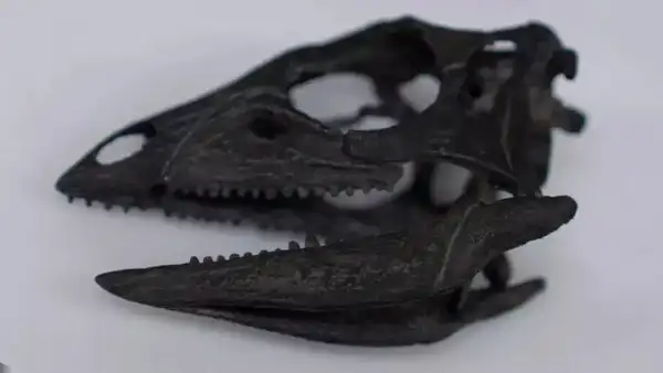 Source: The BBC Co-existing with giant dinosaurs
