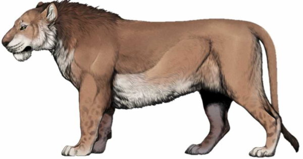 Life restoration of male cave lion from Chernihiv