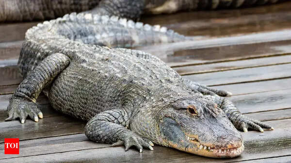 ‘Alligator Alcatraz’: Migrant jail to be surrounded by alligators and pythons