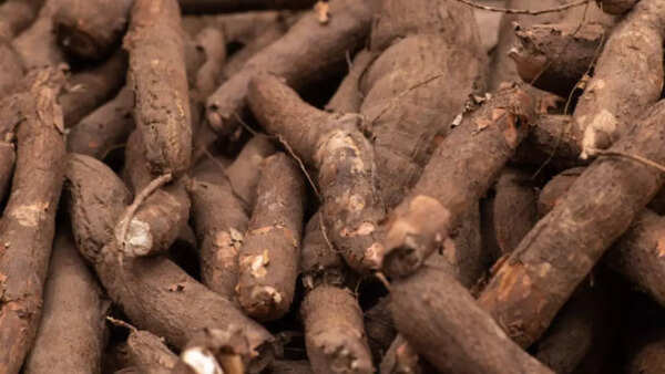 Why does Cassava deserve a spot in your diet?