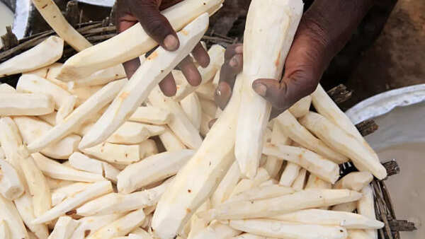 How to cook cassava?