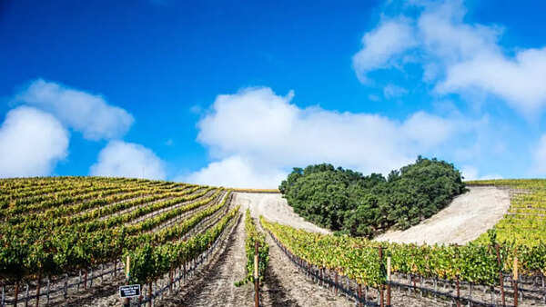 Image credits: Getty Images San Luis Obispo & Paso Robles Wine Country