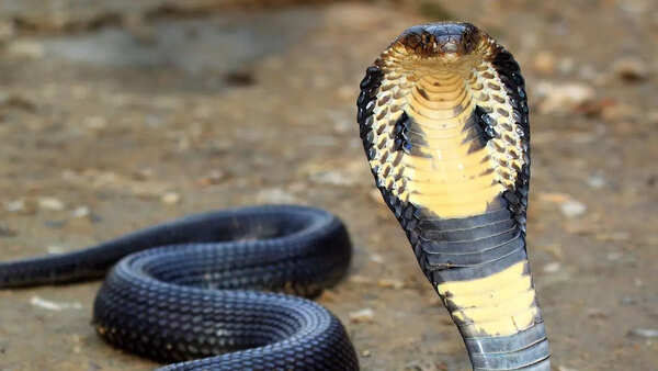 King cobra