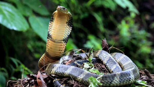 King cobra
