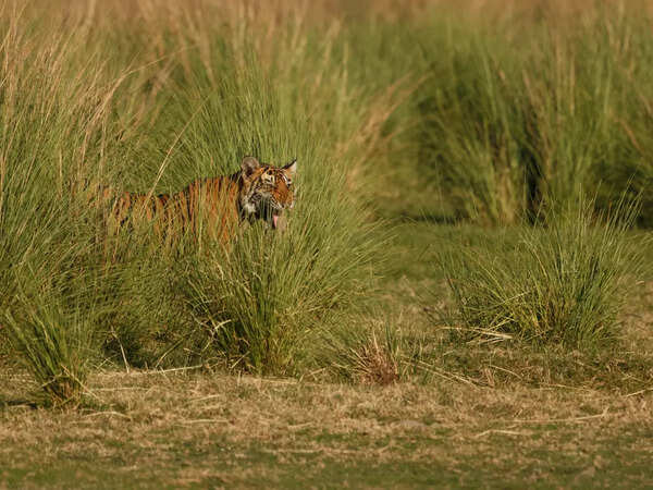 Similipal Tiger Reserve