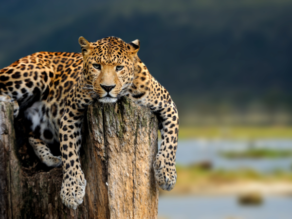 Spot leopards