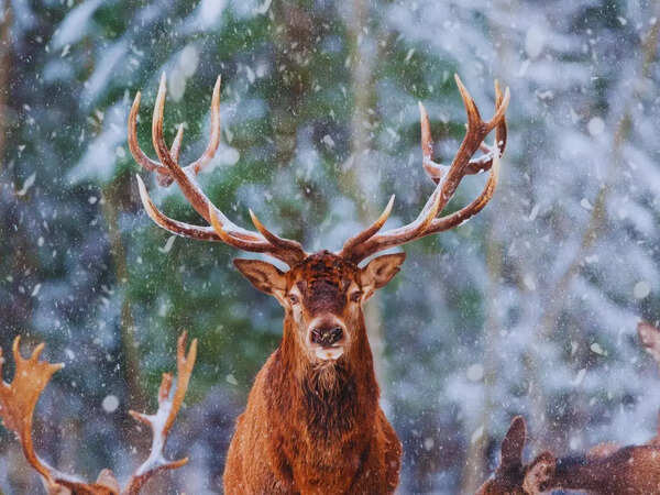 Dachigam National Park