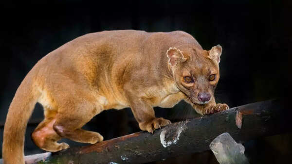 Fossa