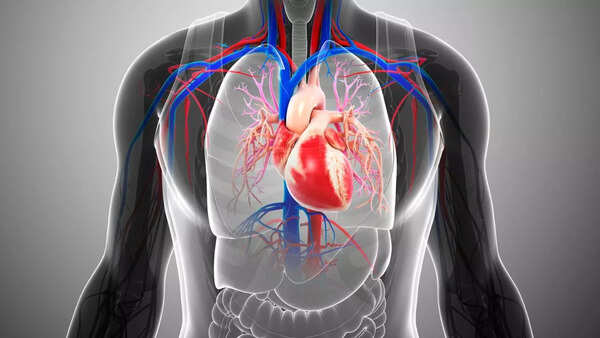 How the heart’s extracellular matrix could be the hidden driver of heart ageing