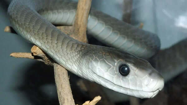 Black Mamba