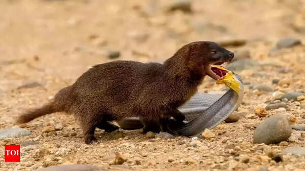 Mongoose