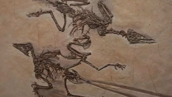 Archaeopteryx fossil - Credits: canva