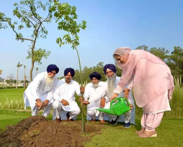 Akali dissidents five member committee planting saplings in Ludhiana.