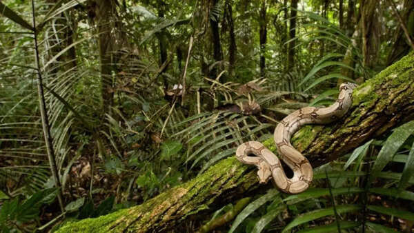 How do snakes climb trees