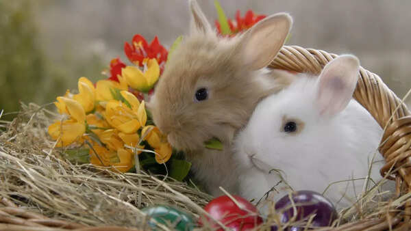 How to care for your rabbit