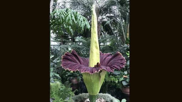 The corpse flower