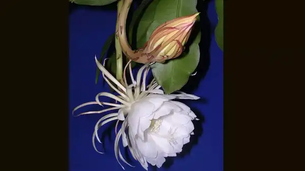 The queen of the night