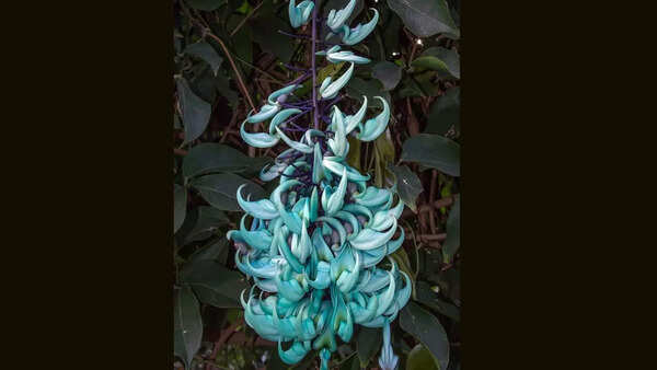 The jade vine