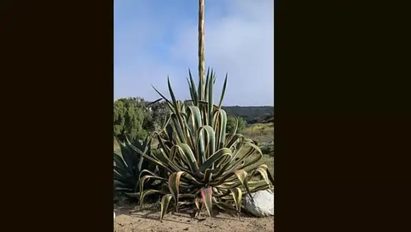 The century plant