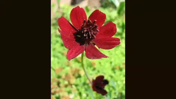 The chocolate cosmos