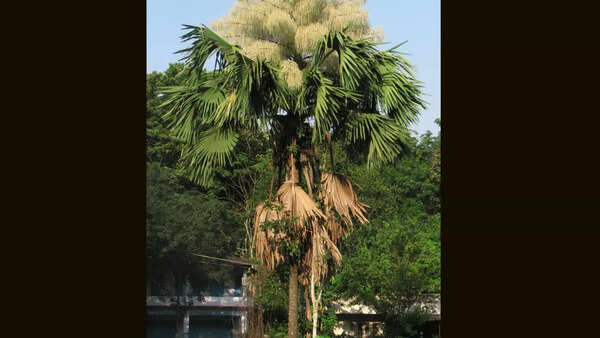 The talipot palm