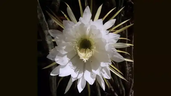 The night blooming cereus