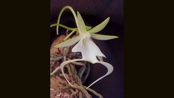 The ghost orchid