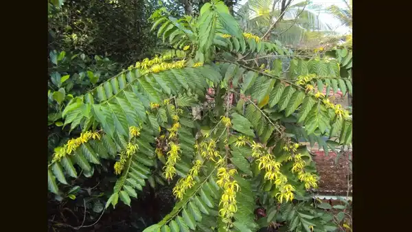 The ylang ylang tree