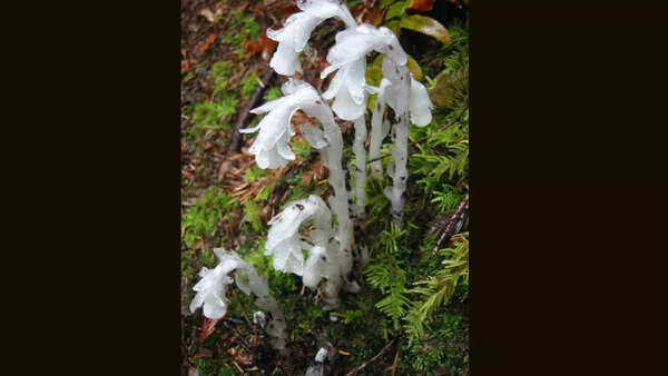 The ghost flower
