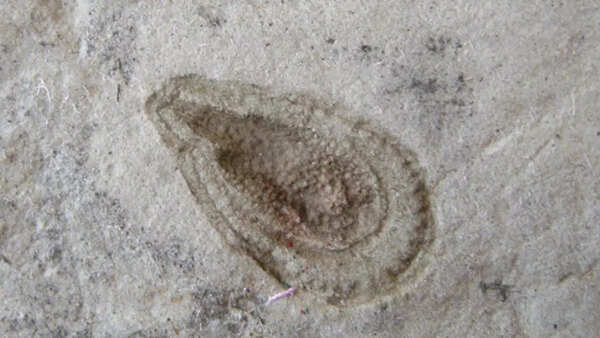Kimberella