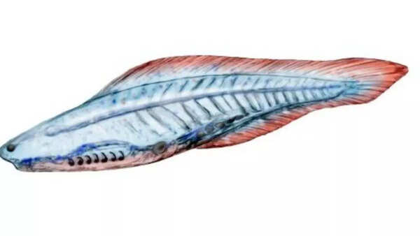 Haikouichthys