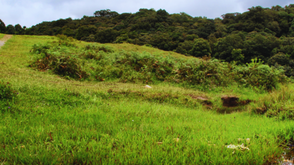 Mawphlang Sacred Grove