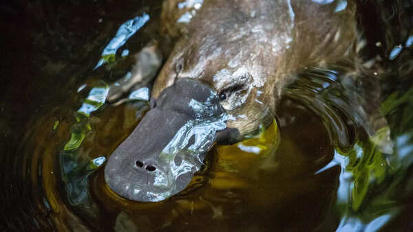 Platypus in water