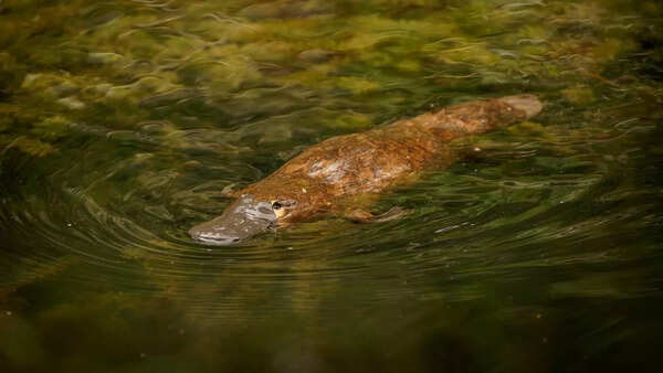 Platypus6