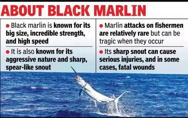 Fisherman missing as marlin pulls him into sea