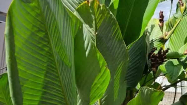 Sohari leaf is scientifically called 'Calathea Lutea'