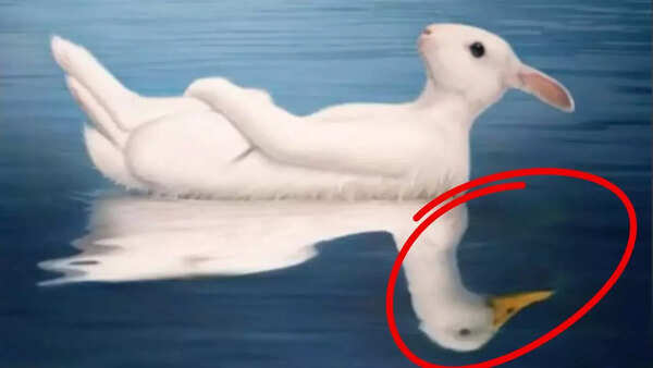 Optical illusion personality test: Duck or rabbit? What you see first reveals if you’re more charming or intellectual 1 Photo: Mia Yilin/ TikTok