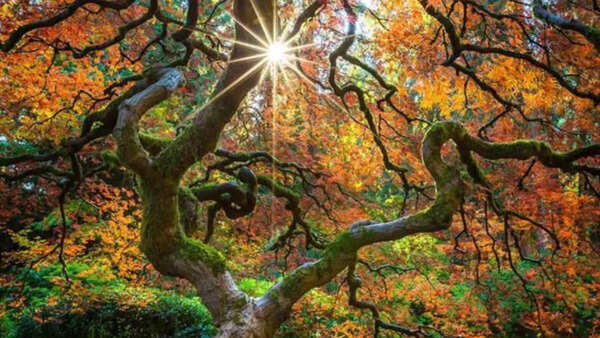 Oregon