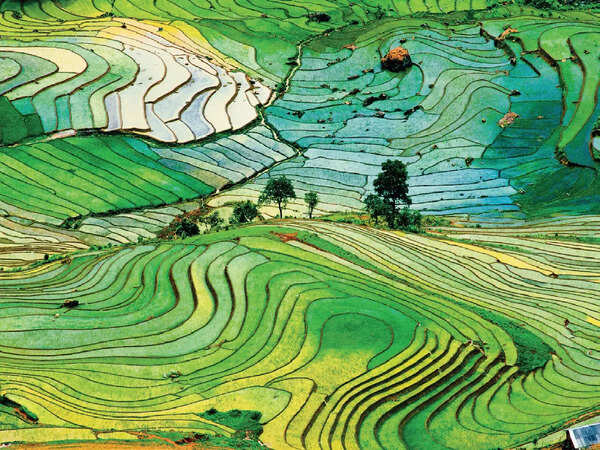 A TRUE COMFORT FOOD: From the Nile valley to terraced fields in Vietnam, rice production prevails around Earth and feeds over half of the world’s population
