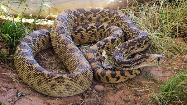 ​​Gopher snake (Bullsnake)