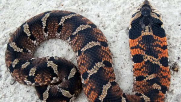 Eastern Hognose Snake