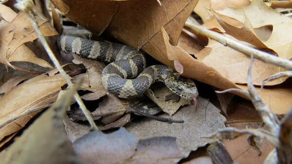 Northern Water Snake