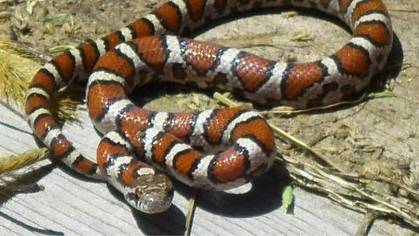 Eastern Milk Snake