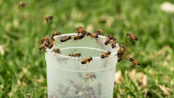 Killer bees