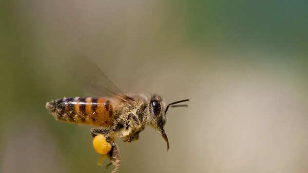 Africanized bees