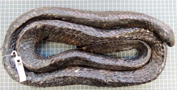 Short‑nosed sea snake