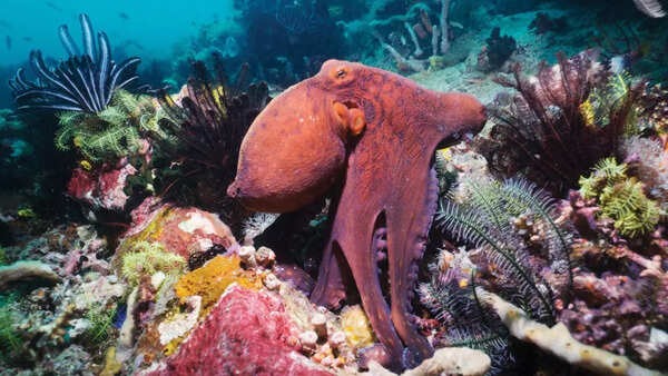 Cyanea Octopus