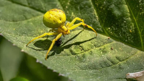 Crab Spiders