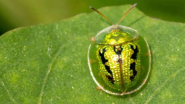 Golden Tortoise Beetle